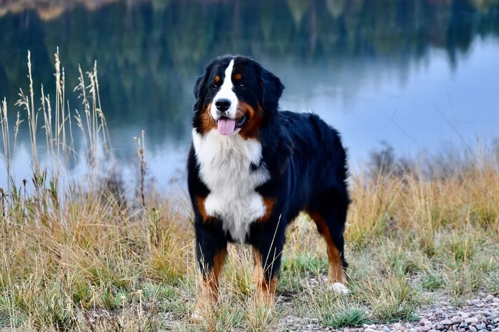 Capella — Kaibab Bernese Mountain Dogs